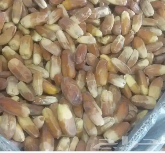 مطلوب شيص صقعي كميه 1
