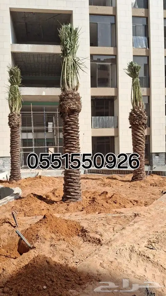 توريد وتركيب النخل الوشنطنيأ والبلدي 0