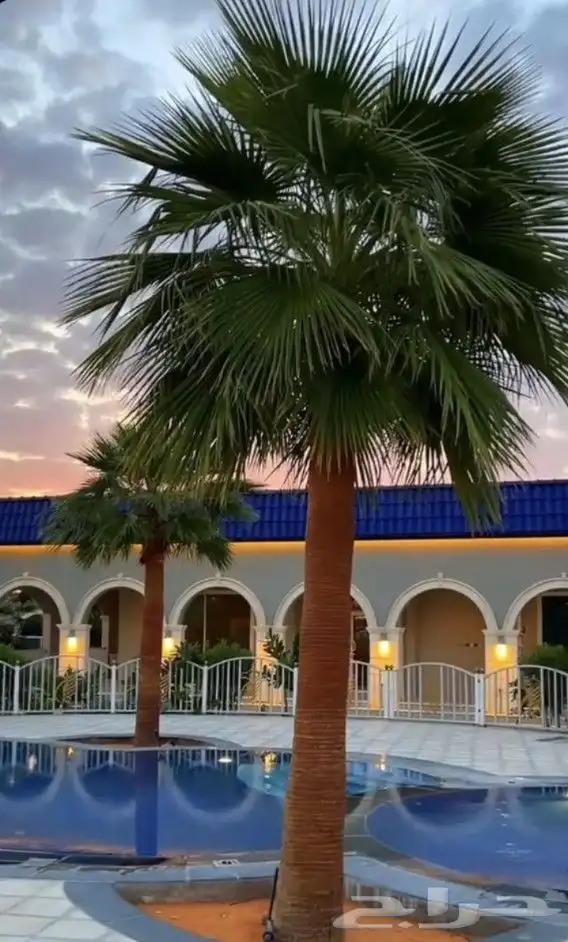 يوجد لدينا نخل واشنطني زينه امريكي بكل المقاسات وبسعار مناسب 6