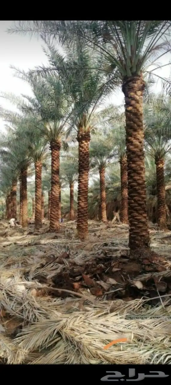نخل واشنطني وعربي للبيع 4