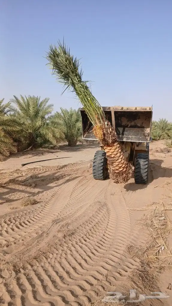 نخل للبيع 1