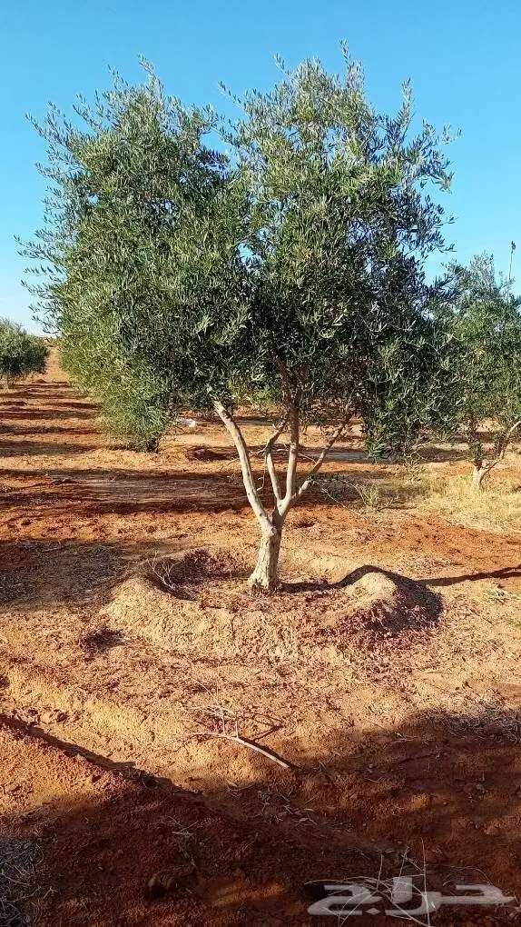 يوجد لدينا شجر الزيتون المعمر والمثمره وفي مركان اسعر مميزه 4