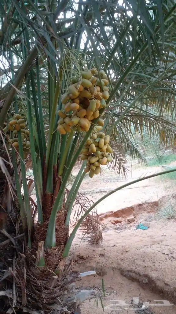 يتوفر لدينا جميع أنواع النخيل العربي 0