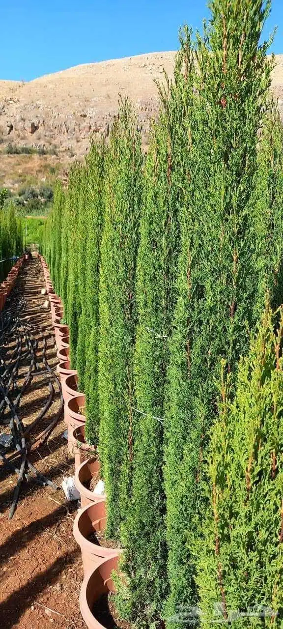 وشننطوني سروايطالي زيتون 3