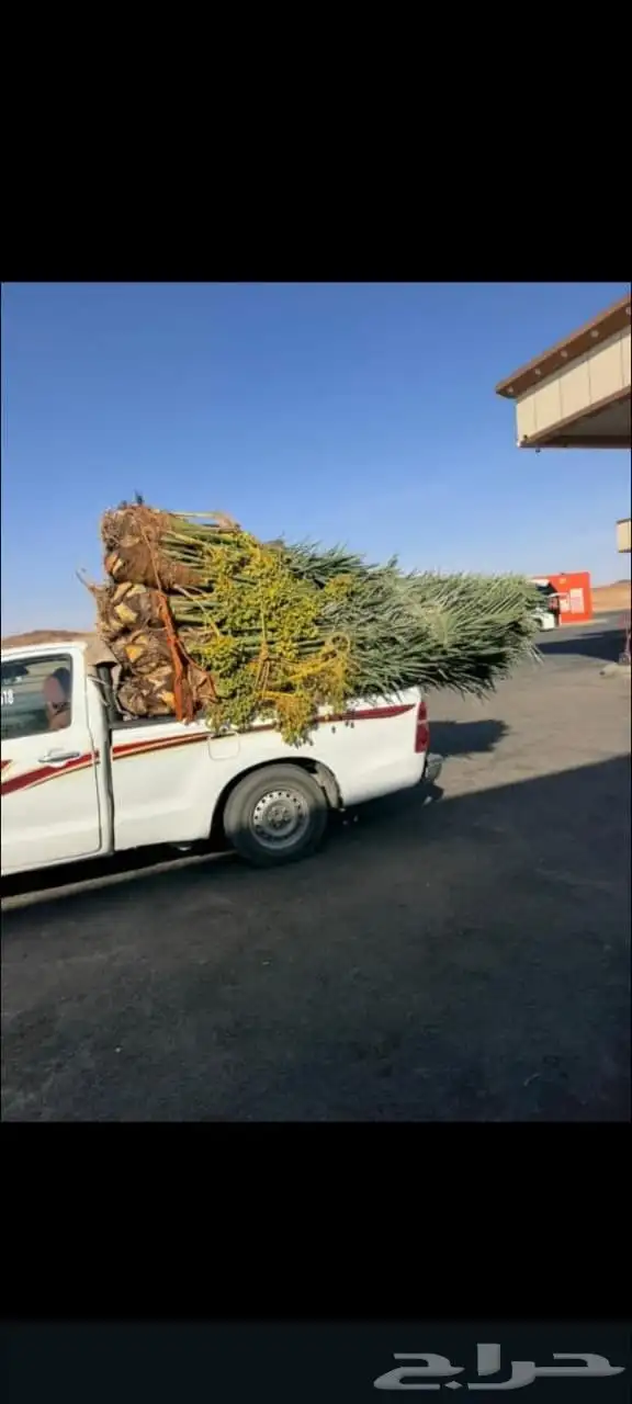 يتوفر لدينا جميع أنواع النخيل العربي 2