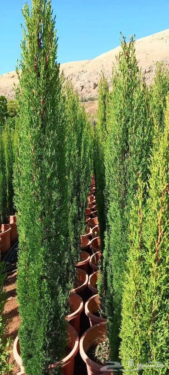 وشننطوني سروايطالي زيتون 1