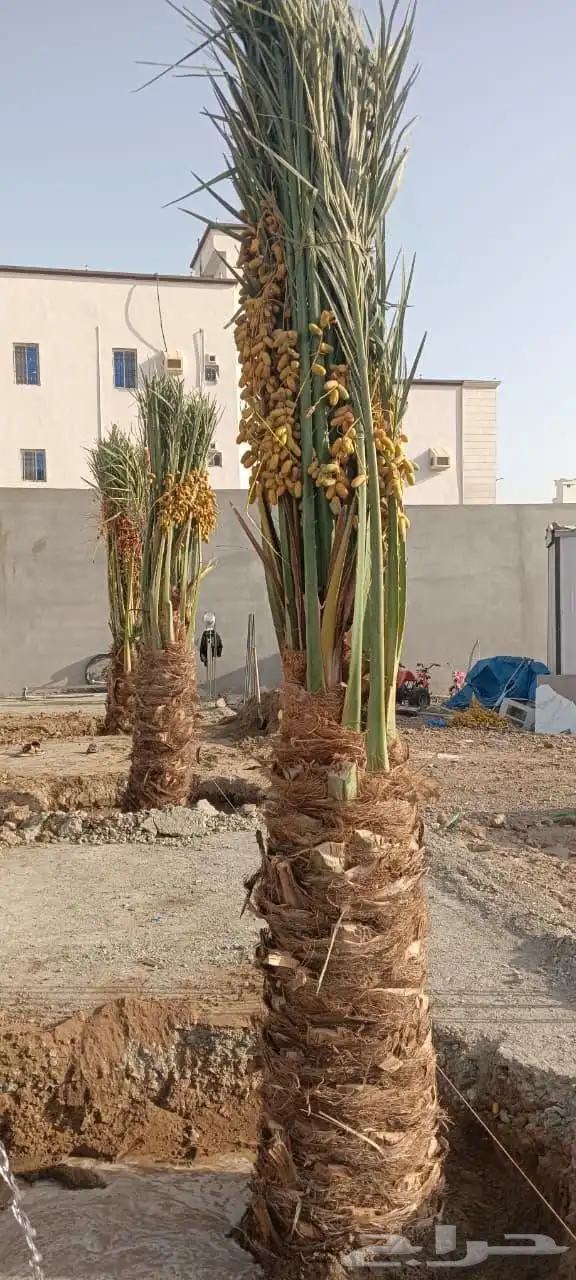 نخيل بجميع انواعه 5