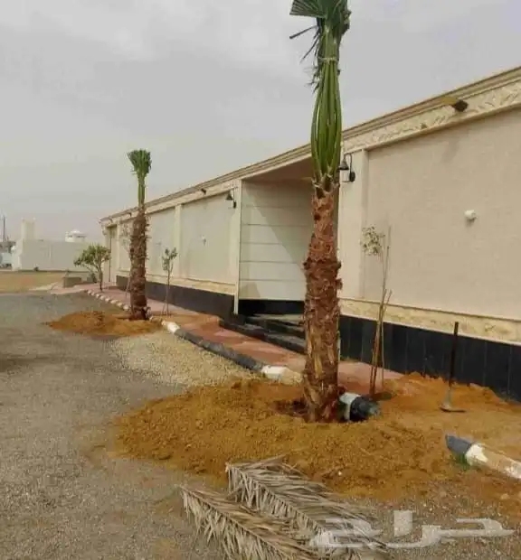 نخل عربي مثمر شيشي سكري صقعي مجدول نخيل فروخ نقايل واشنطني 9