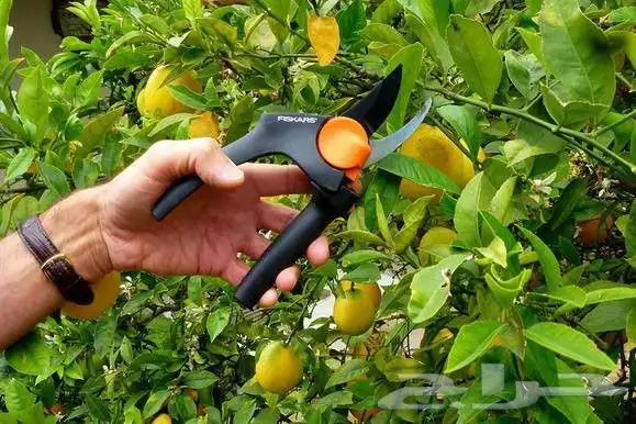 ضباب ورذاذ شبكه ري تقليم الأشجار تكريب النخل 6