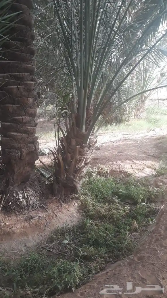 نخيل مثمره صقعي مجدول برحي هلالي شيشي عجوه روثانه برني سلاطي 2