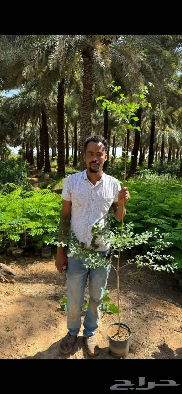 شتلات مزارع إنتاج 2