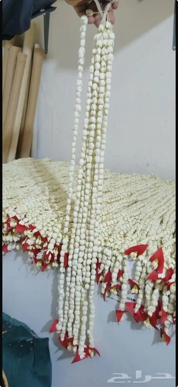 للفل البلدي 1