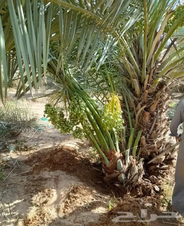 نخل مثمر للبيع خلاص برحي هلالي نخيل سكري روثانه سلاطين خصاب 3