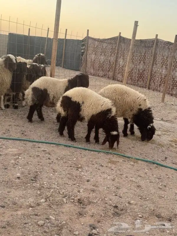 ذبائح بريه فل شحم شي طيب الذيبيه 2