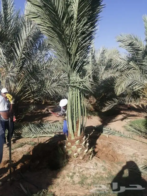 نخل للبيع نخيل مثمر خلاص صقعي سكري شيشي هلالي مجدول سلج غر د 5