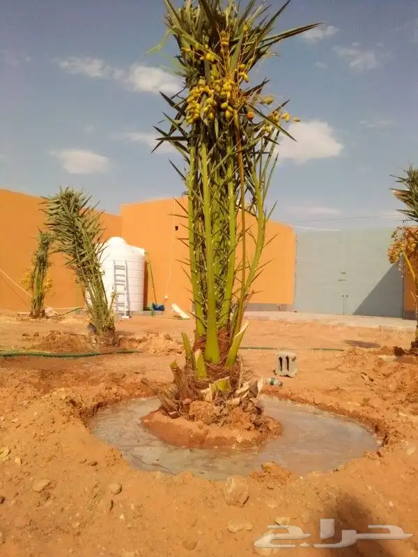 نخل للبيع نخيل مثمر خلاص صقعي سكري شيشي هلالي مجدول سلج غر د 3