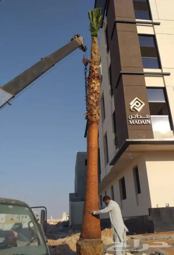 يوجد لدينا نخل واشنطني زينه امريكي بكل المقاسات وبسعار مناسب 3