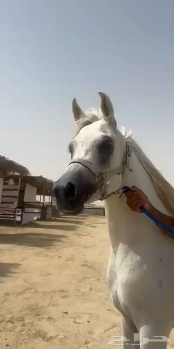 حصان واهو معسوف والبيع شعبي 0