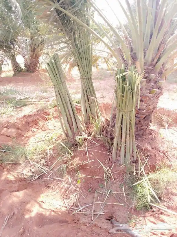 نقوم بقلع وغرس انخيل العربي جثايث نقايل فروخ تكريب جرد 0