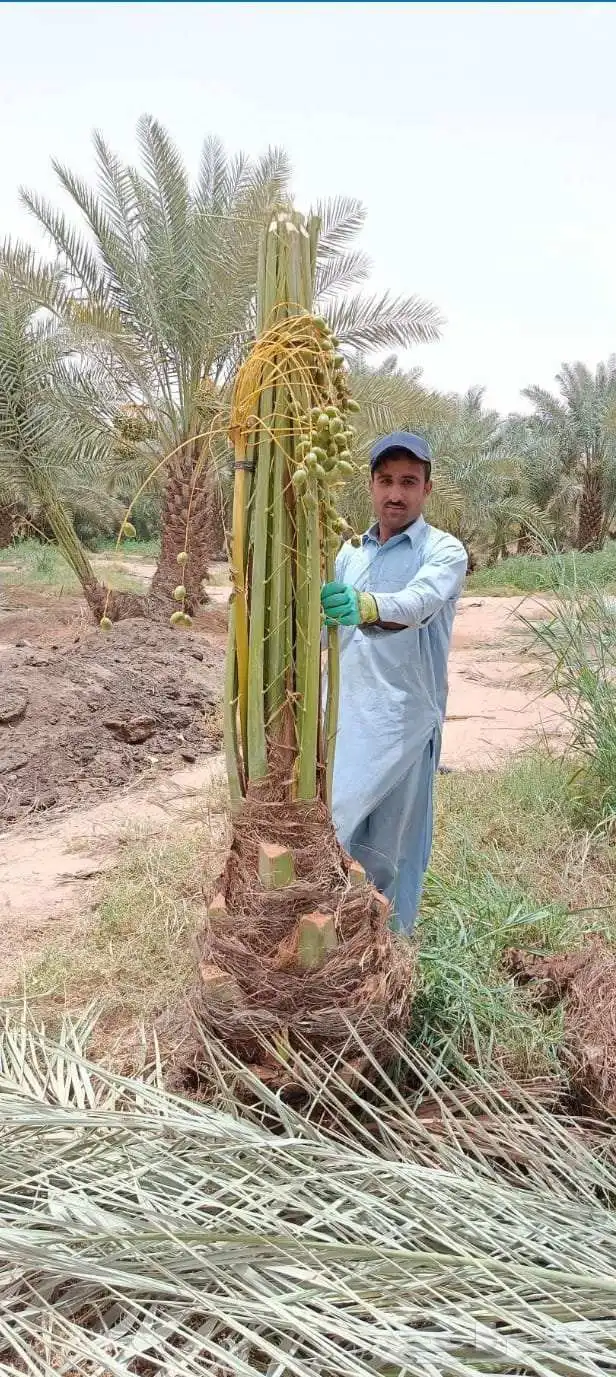 نخل مثمر نقايل جثايث فسايل اخلاص سكري برحي صقعي واشنطني واشن 3