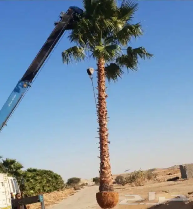 يوجد لدينا نخل واشنطني زينه امريكي بكل المقاسات وبسعار مناسب 7