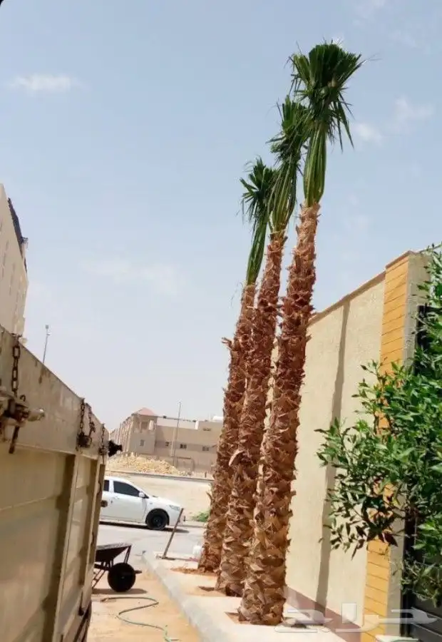 يوجد لدينا نخل واشنطني زينه امريكي بكل المقاسات وبسعار مناسب 8