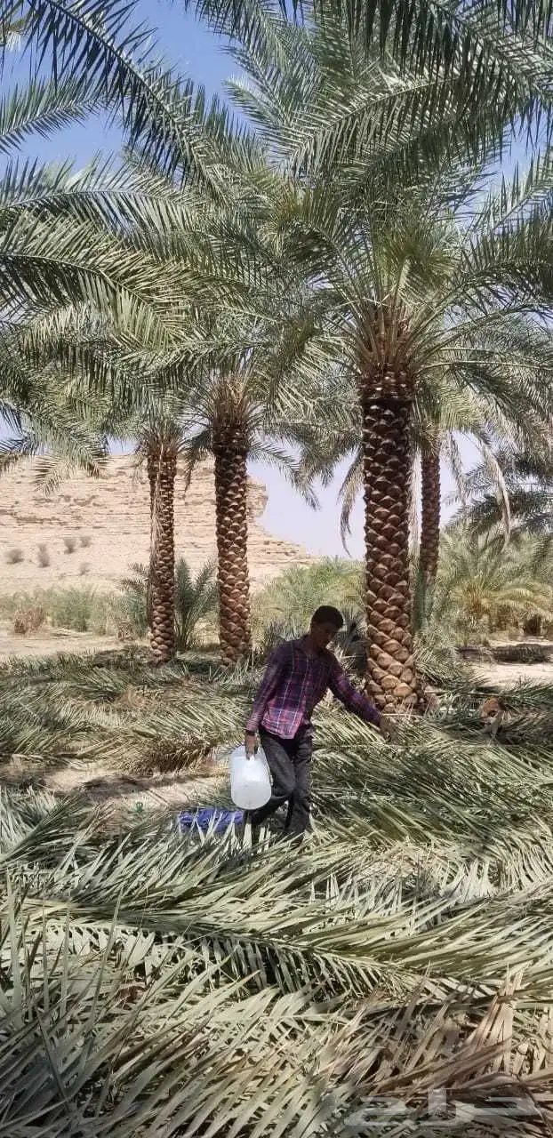 نخيل مثمره صقعي مجدول برحي هلالي شيشي عجوه روثانه برني سلاطي 7