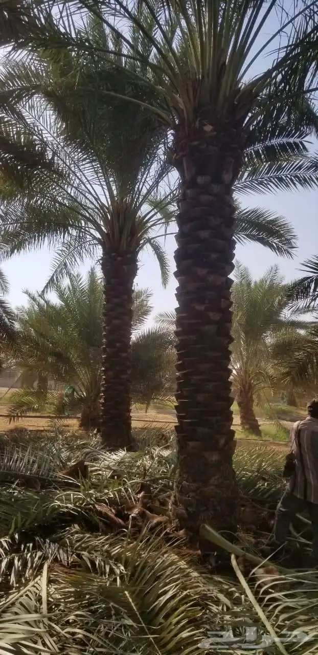 نخيل مثمره صقعي مجدول برحي هلالي شيشي عجوه روثانه برني سلاطي 3