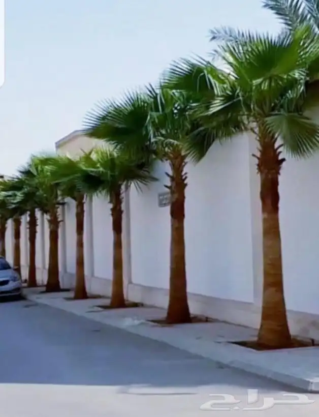يوجد لدينا نخل واشنطني زينه امريكي بكل المقاسات وبسعار مناسب 5