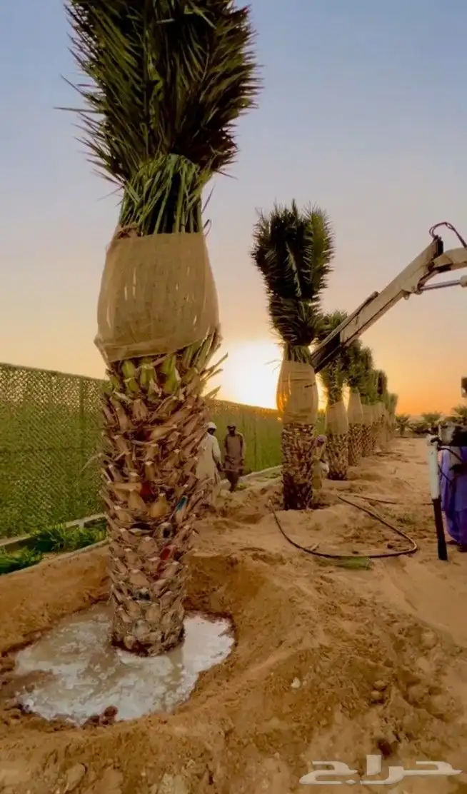 نخل للبيع الرياض القصيم 3