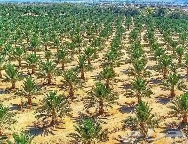 يوجد لدينا نخل عربي ووشنطني للبيع ج 9