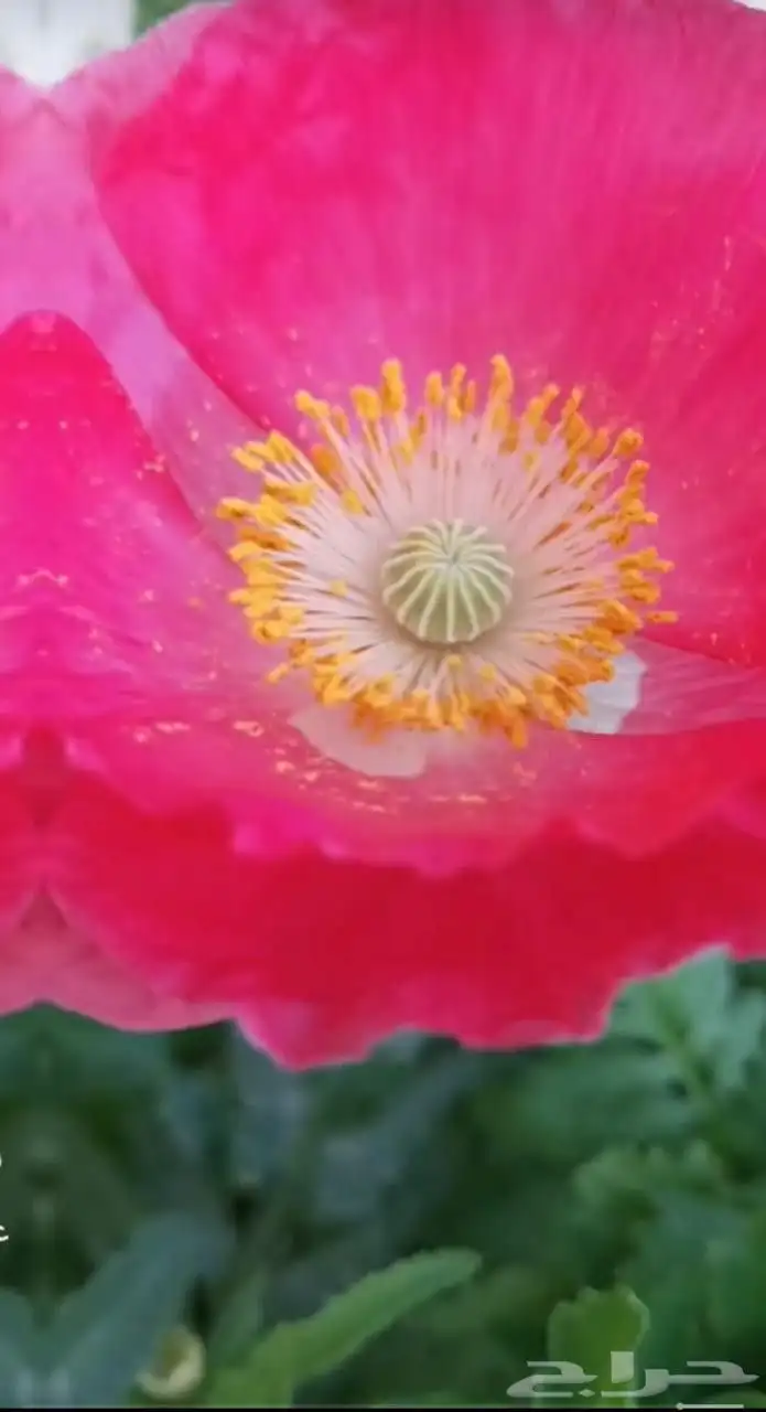 بكج بذور ازهار الربيع و الوسمي البرية عرض خاص 1