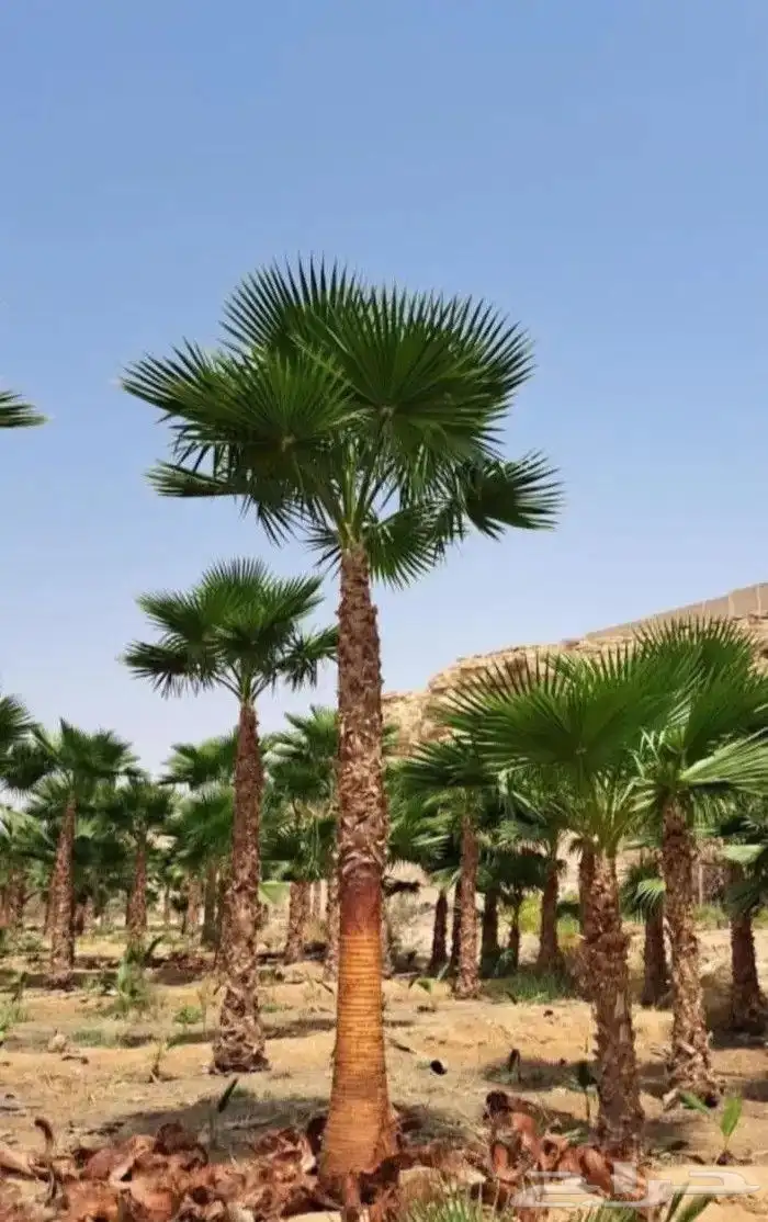 يوجد لدينا نخيل عربي وشنطونيا زينه امركي 1