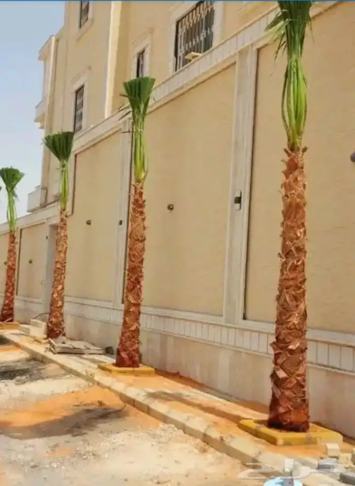 يوجد لدينا نخل واشنطني زينه امريكي بكل المقاسات وبسعار مناسب 4