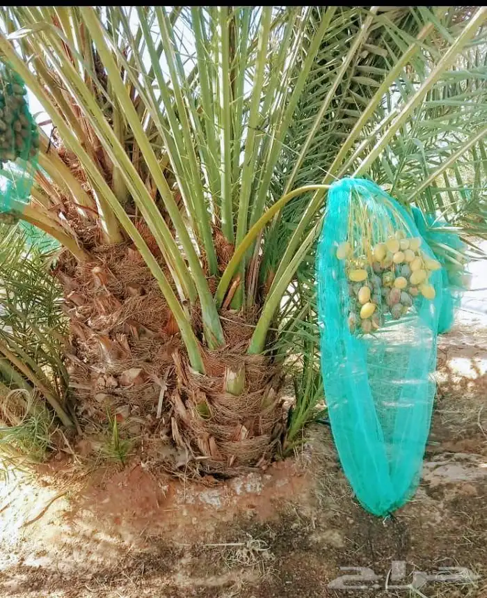 نخل مثمر نقايل جثايث فسايل اخلاص سكري برحي صقعي واشنطني واشن 0