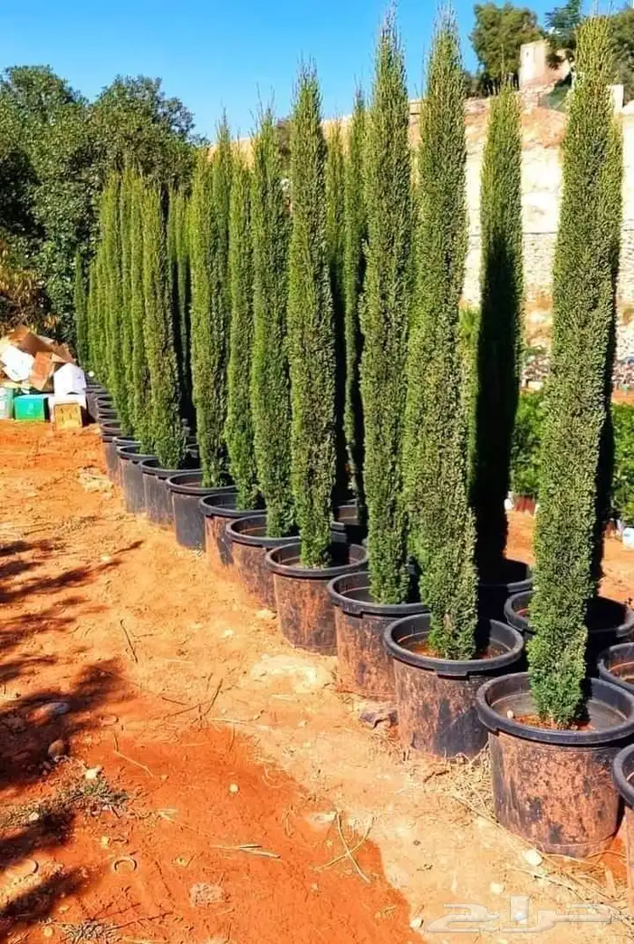 وشننطوني سروايطالي زيتون 2