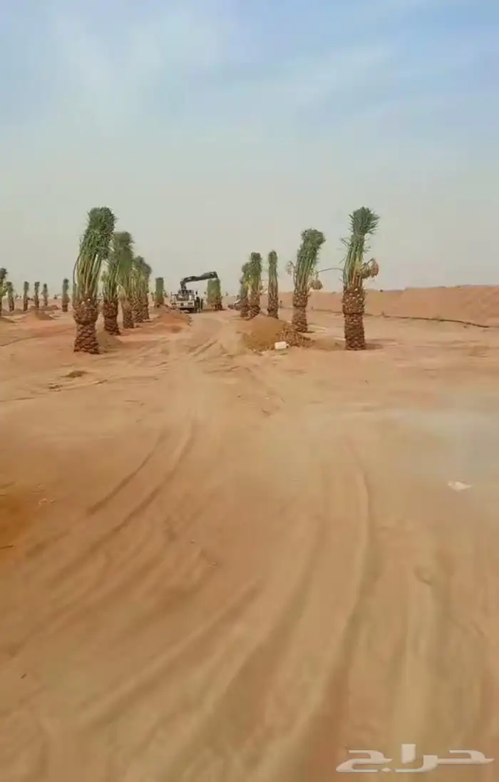 نخل مثمر اخلاص صقعي سكري مجدول برحي مصيف خضري شيشي هلالي 4