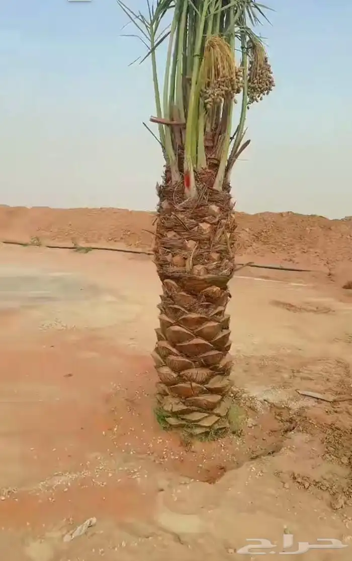 نخل مثمر اخلاص صقعي سكري مجدول برحي مصيف خضري شيشي هلالي 3