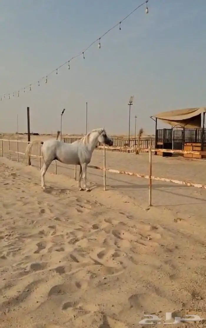 حصان واهو معسوف والبيع شعبي 6