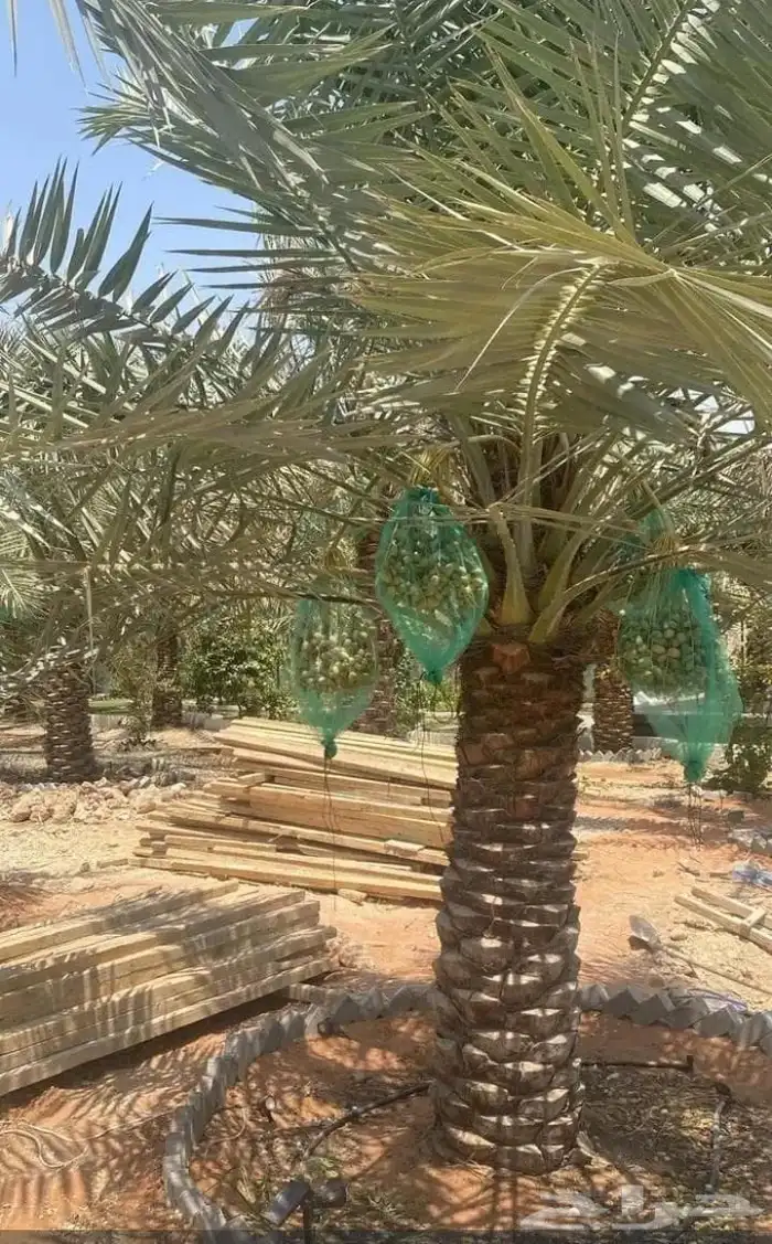 نخل مثمر اخلاص صقعي سكري مجدول برحي مصيف خضري شيشي هلالي 5