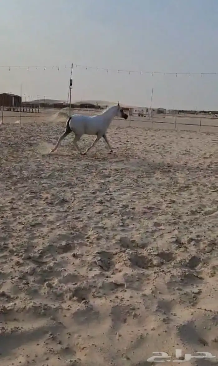 حصان واهو معسوف والبيع شعبي 5
