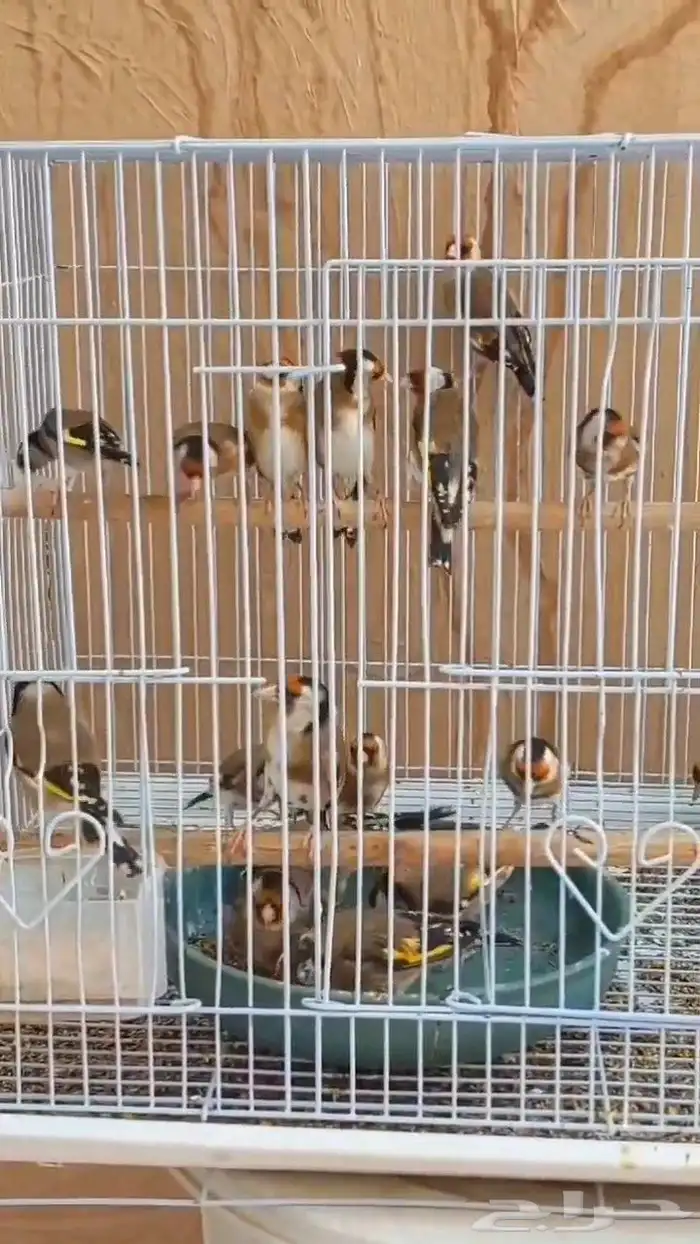للبيع افراخ حساسين السنه الماضيه 0