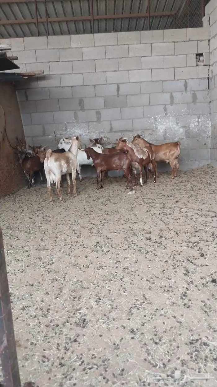 تيوس 1