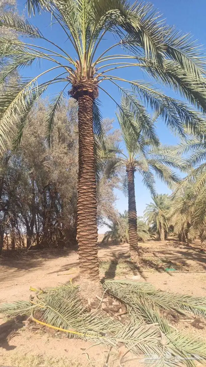 بيع نخل طول 4 متر 5متر  رب جاھز 1