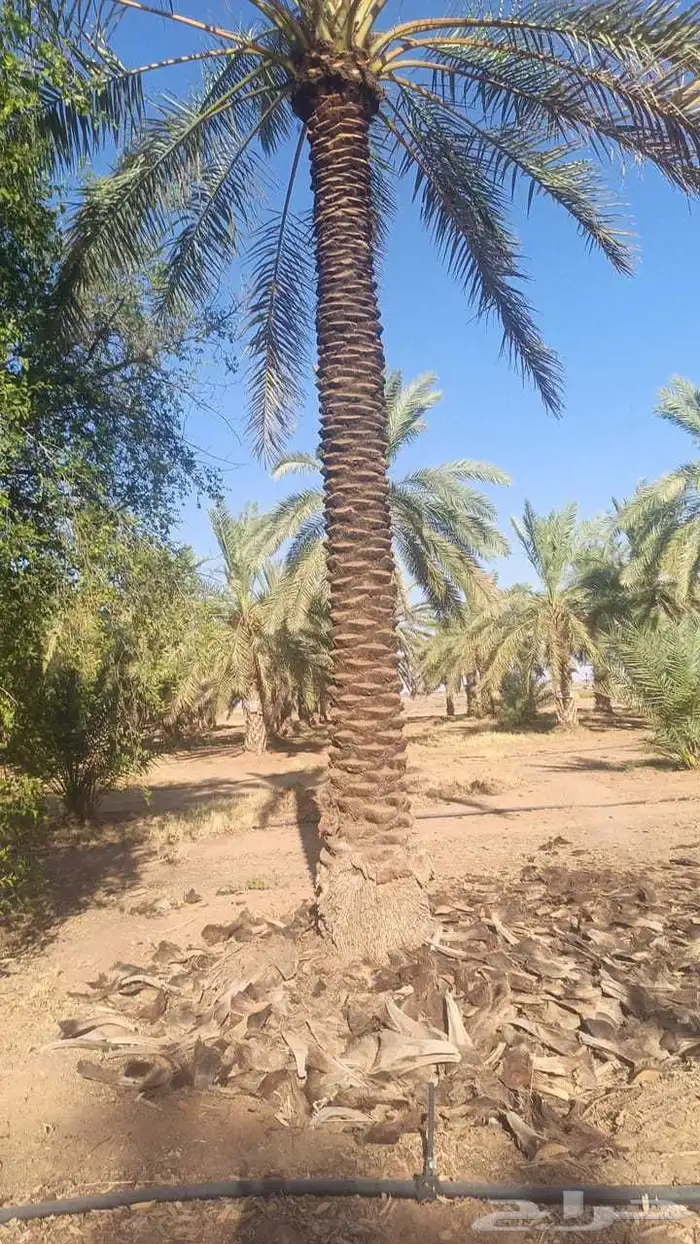 بيع نخل طول 4 متر 5متر  رب جاھز 2