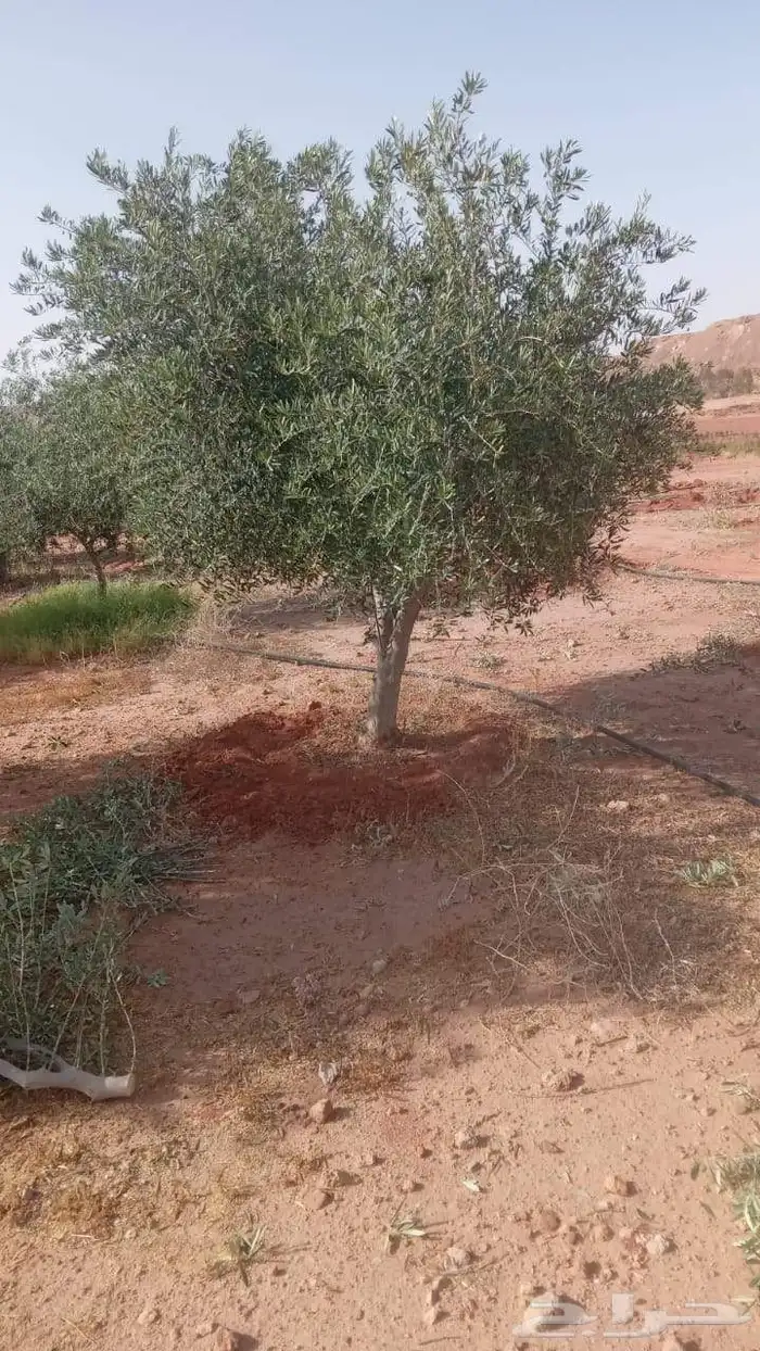 وشننطوني سروايطالي زيتون 8