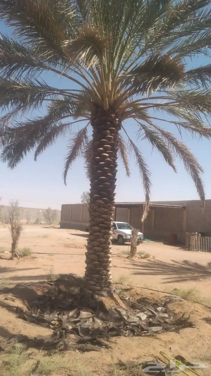 يتوفر لدينا نخل وتمر خلاص 2