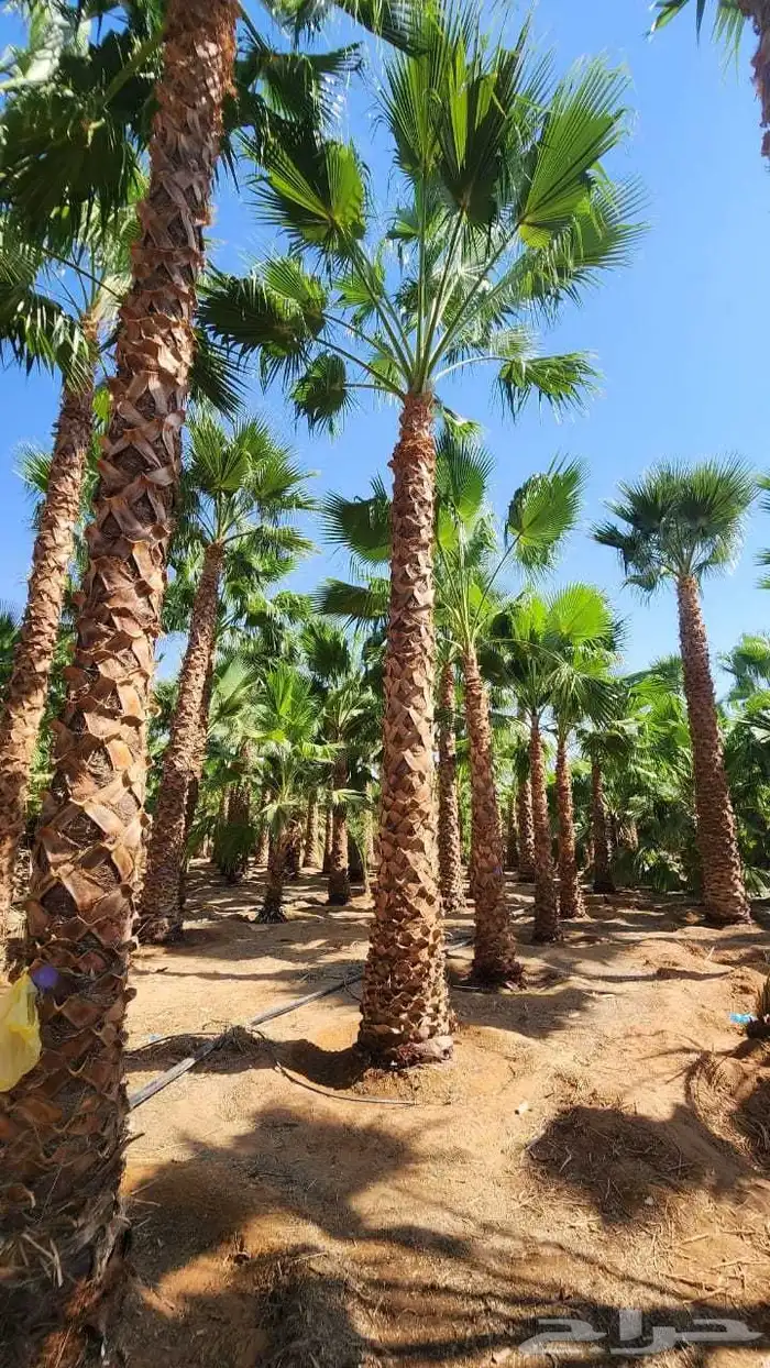 تنسق حدق مهندس محمد تركيب شبكات ري وجميع الاشجار 0