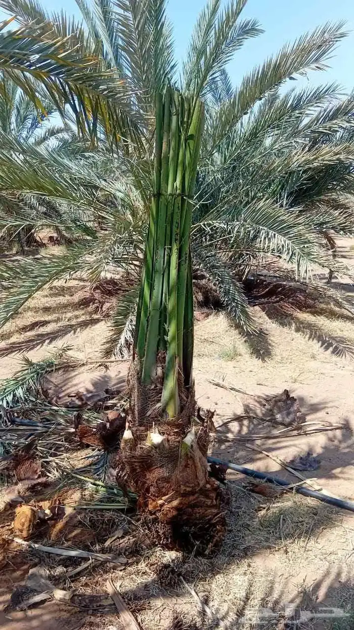 نخل للبيع مثمر 4