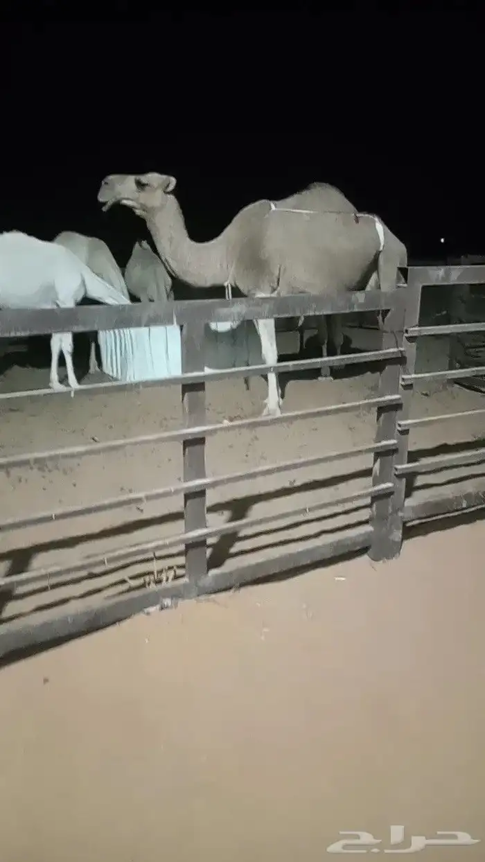 ضروبه حنمرا 1
